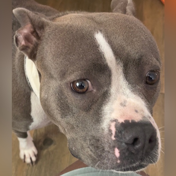 Abe - Picture 6 of 6